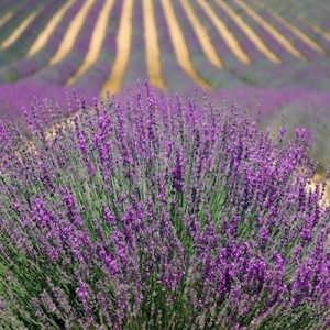 fragancia-lavanda-garbiaroma