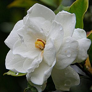 fragancia-gardenia-garbiaroma