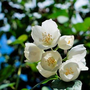 aroma-jazmin-garbiaroma