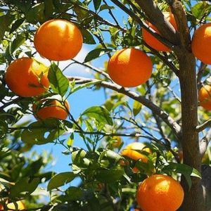 aroma-orange-garbiaroma